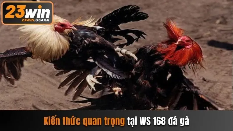 Kiến thức quan trọng tại WS168 đá gà