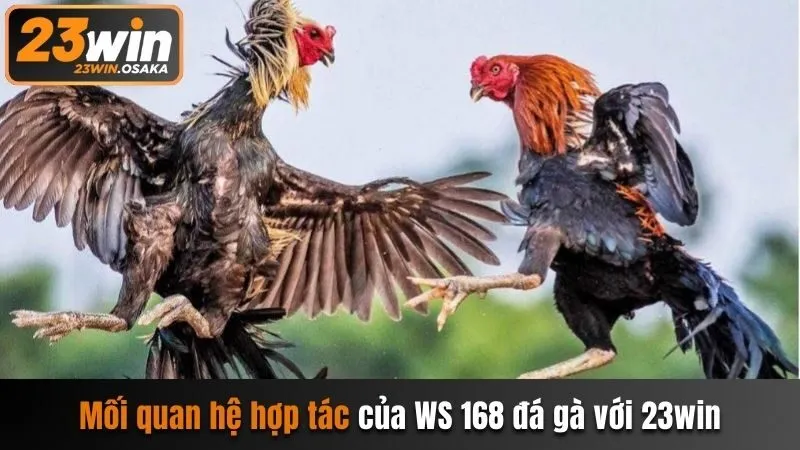 Mối quan hệ hợp tác của WS168 đá gà với 23win