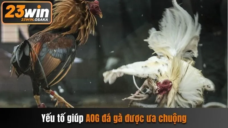 Yếu tố giúp AOG đá gà được ưa chuộng